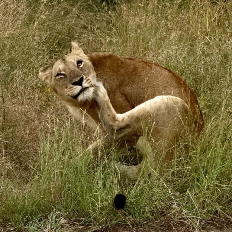 Jeep Safari Tsavo East – 2 Tage Wildnis-Safari ab Diani Beach Kenia