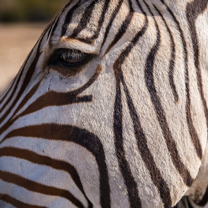 Maasai Mara Flug-Safari Kenia – Big Five Pirschfahrt mit privatem Guid